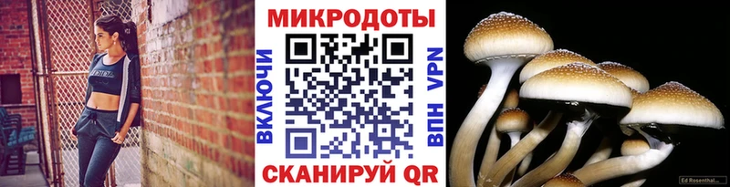 Псилоцибиновые грибы Cubensis Яранск
